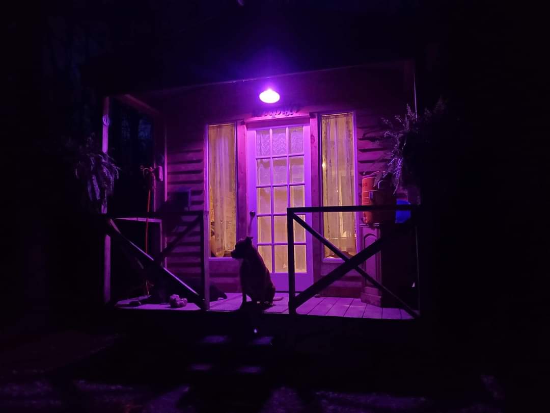 Samantha's photo of camping with pets at Redfern near Estillfork, AL