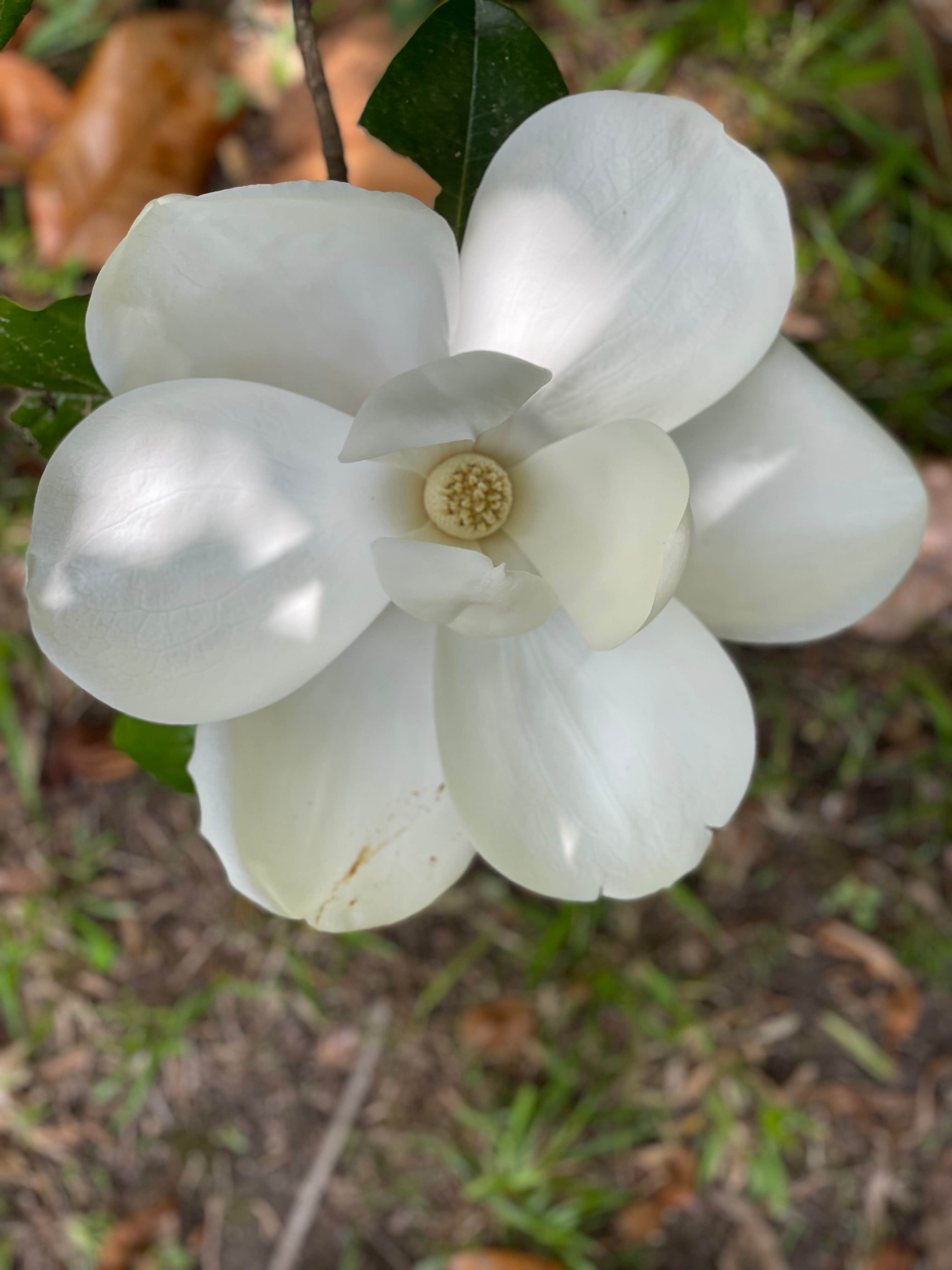 Camper-submitted photo at The Washington Grass Inn near Greensboro, GA