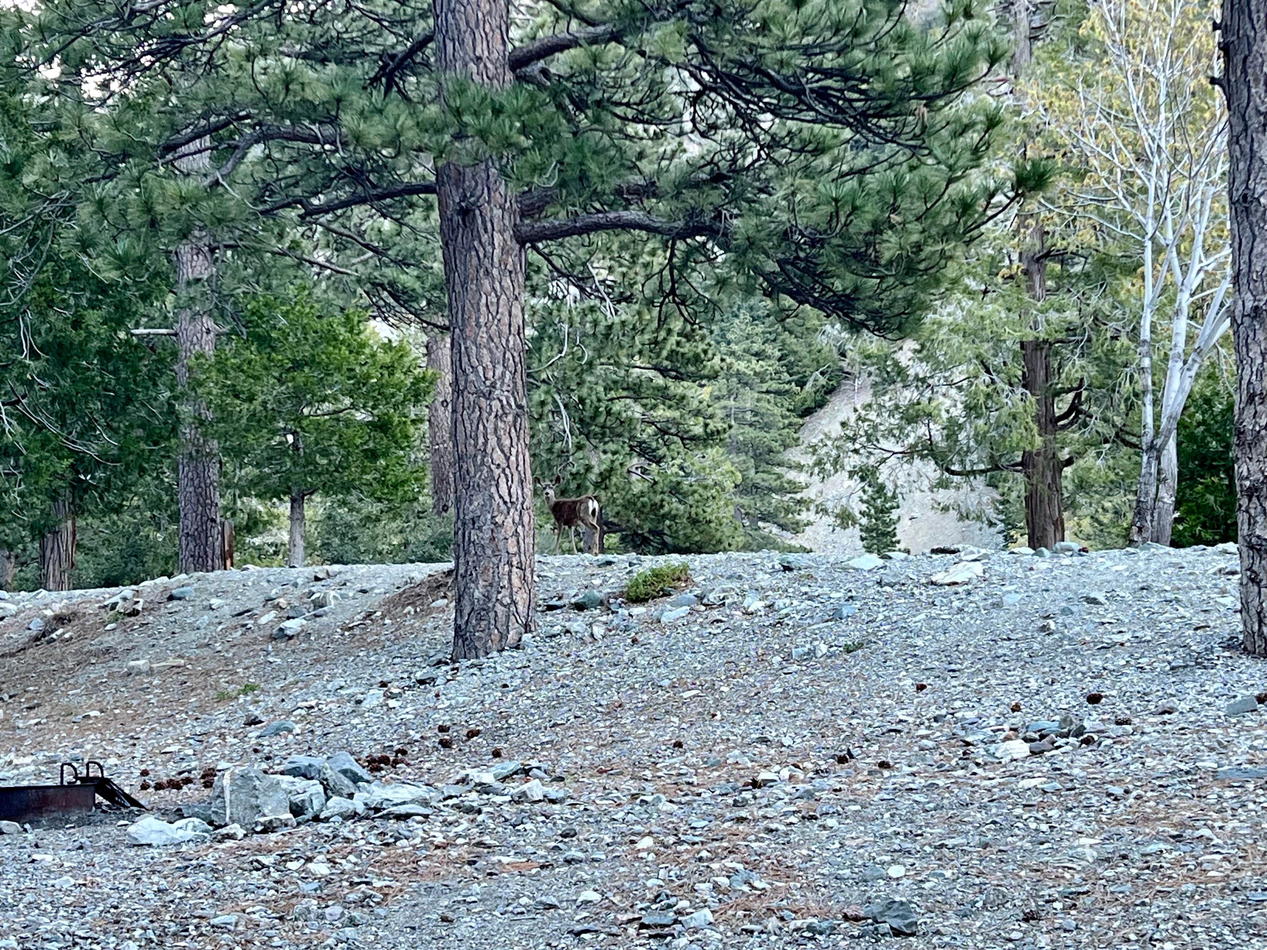 Michelle W.'s photo of camping with pets at Manker Campground near Fontana, CA