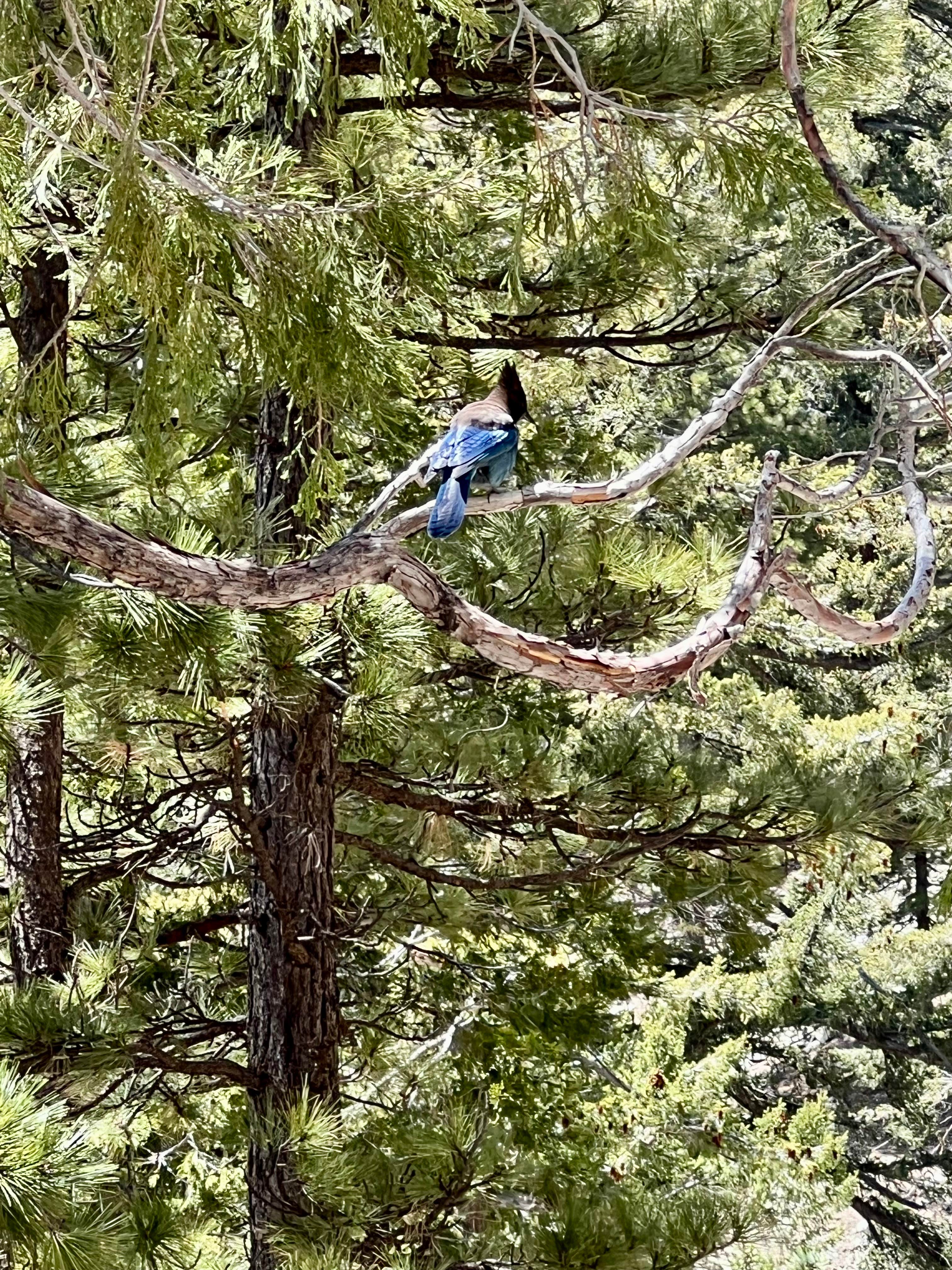 Camper-submitted photo at Manker Campground near Mount Baldy, CA