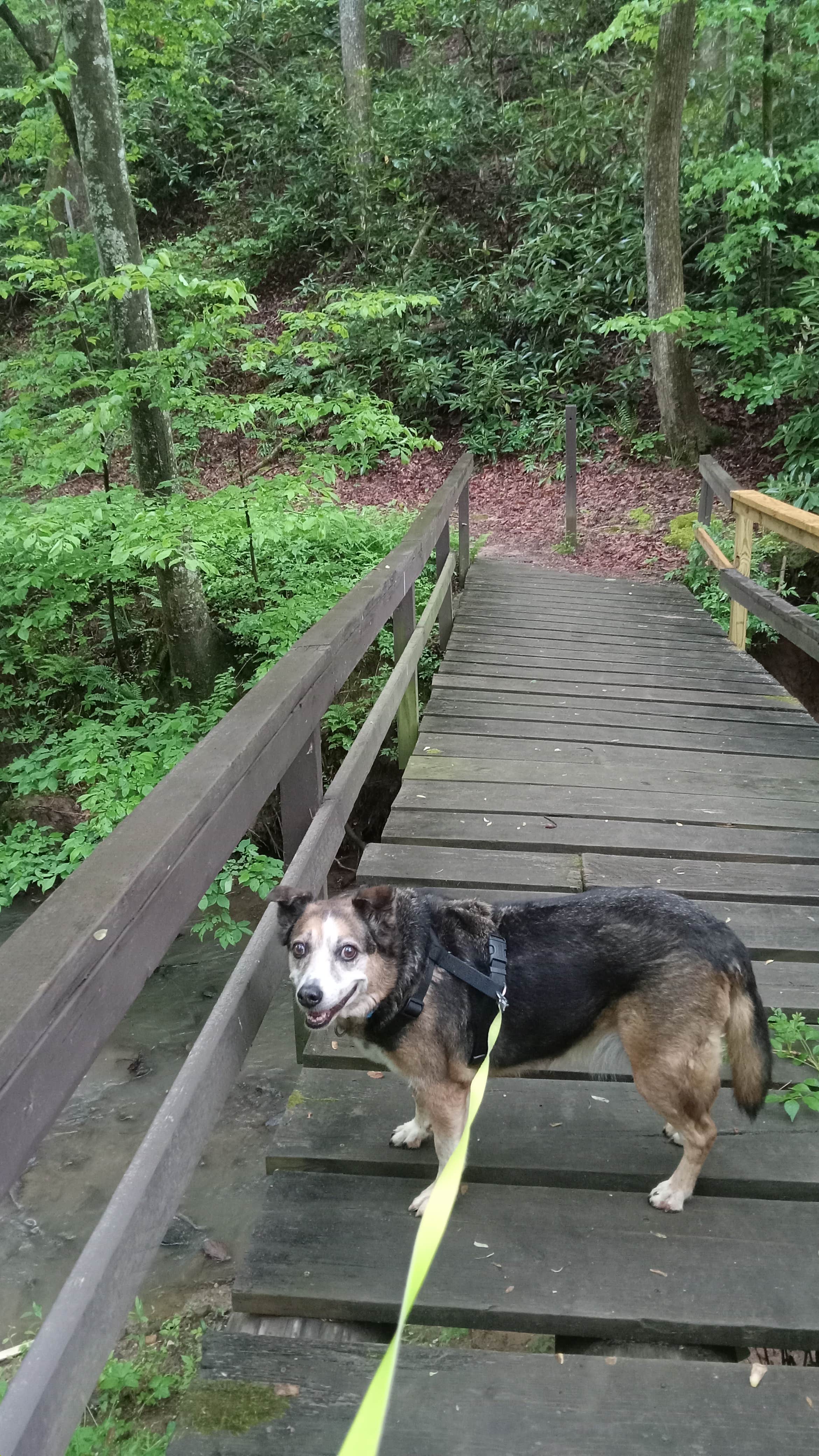 Ann B.'s photo of camping with pets at Spacious Skies Hidden Creek near Bostic, NC