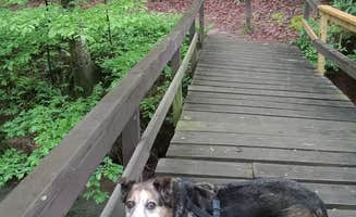 Ann B.'s photo of camping with pets at Spacious Skies Hidden Creek near Old Fort, NC