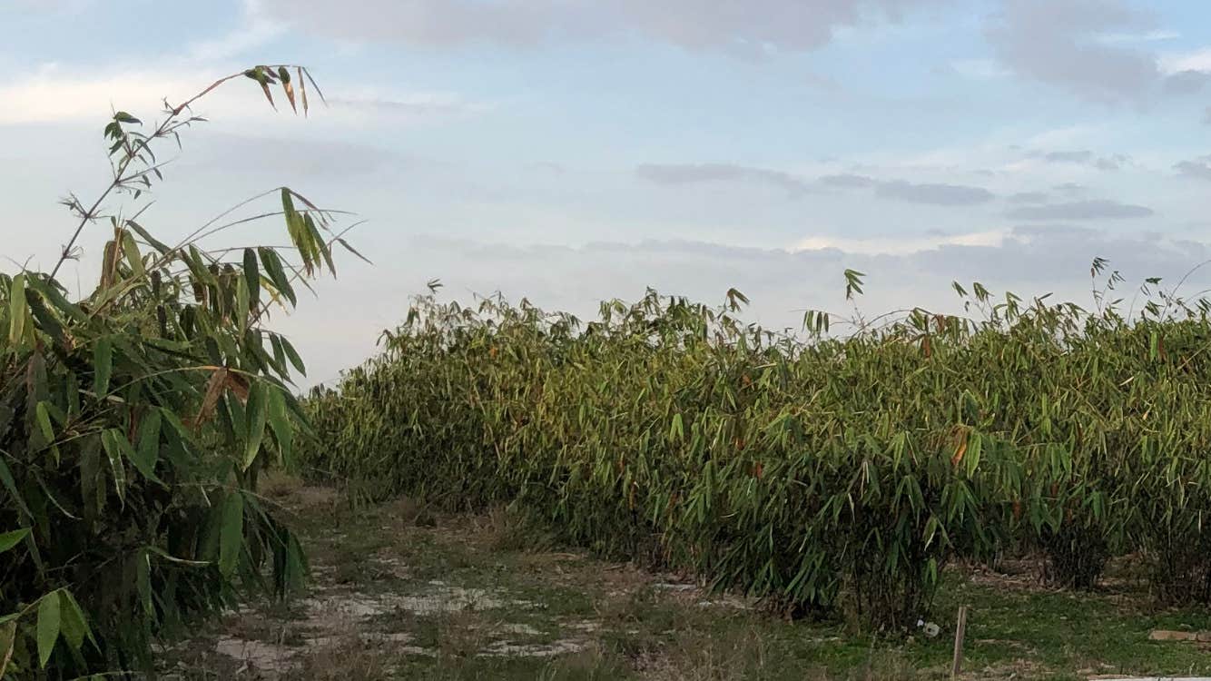 Camper-submitted photo at Joy Bamboo Forest Farm near Sebring, FL