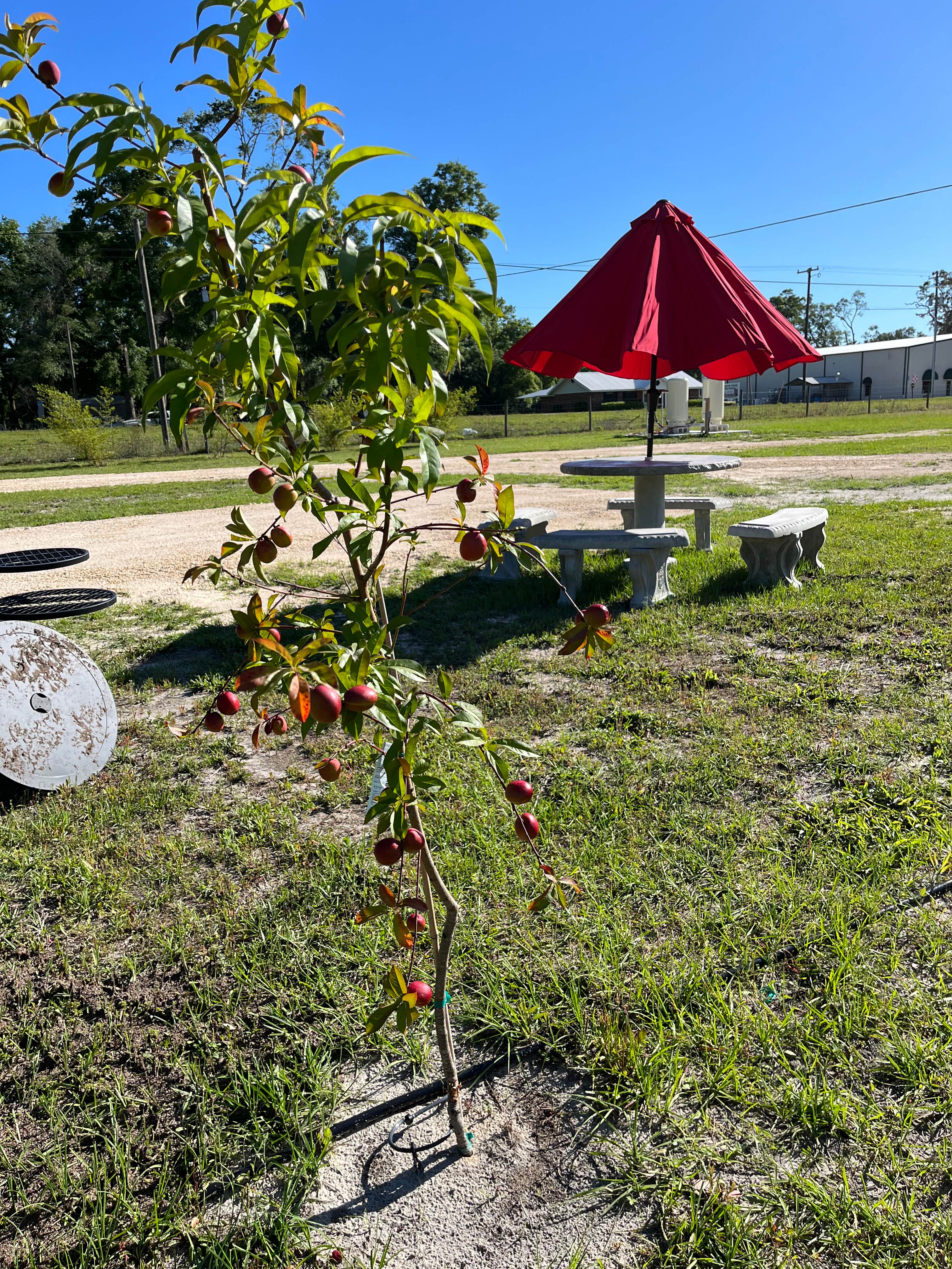 Camper-submitted photo at In the Garden RV Park near Mayo, FL
