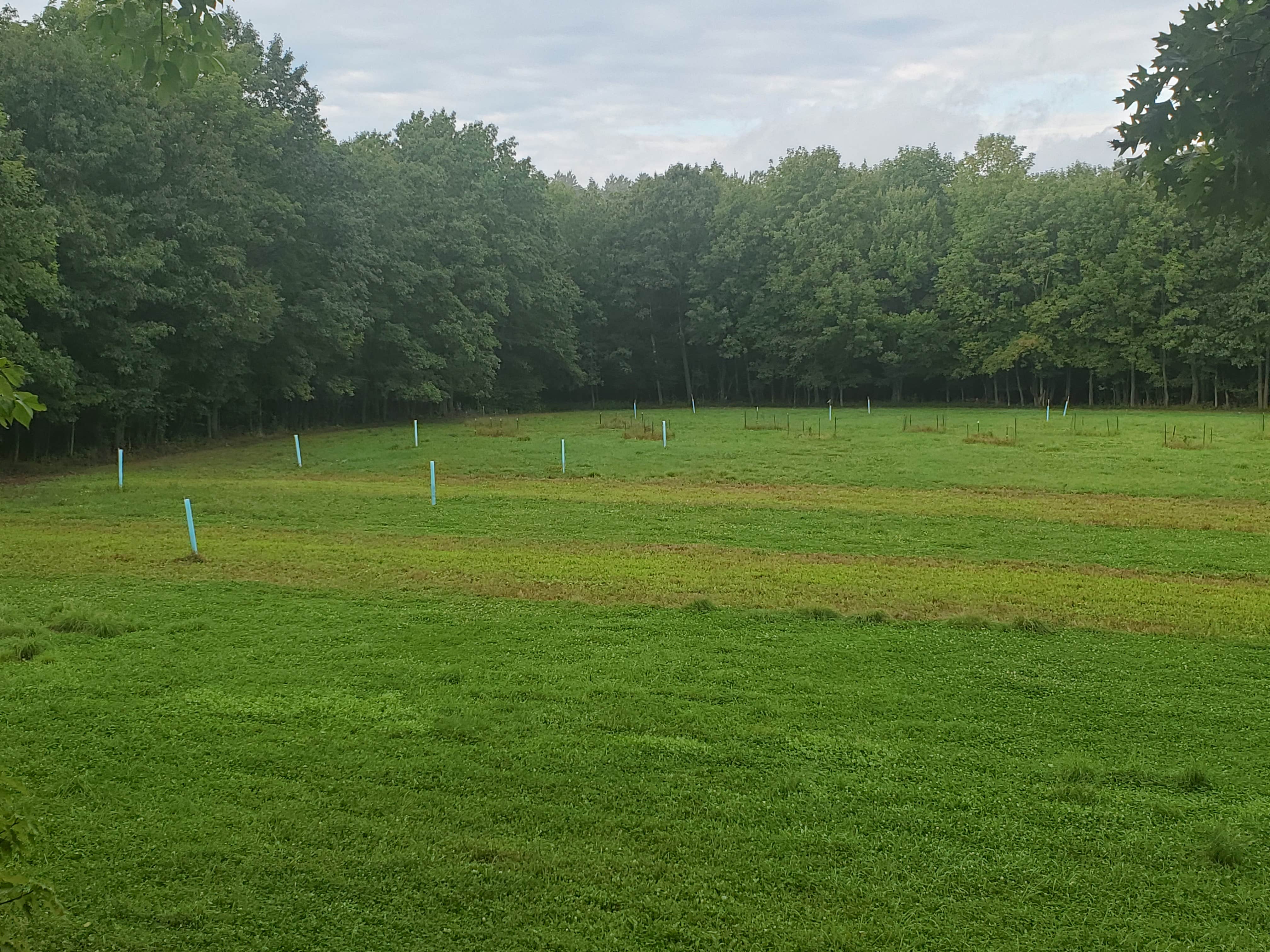 Camper submitted image from Brook Hollow Homestead - Camping in a Catskills Forest - 2