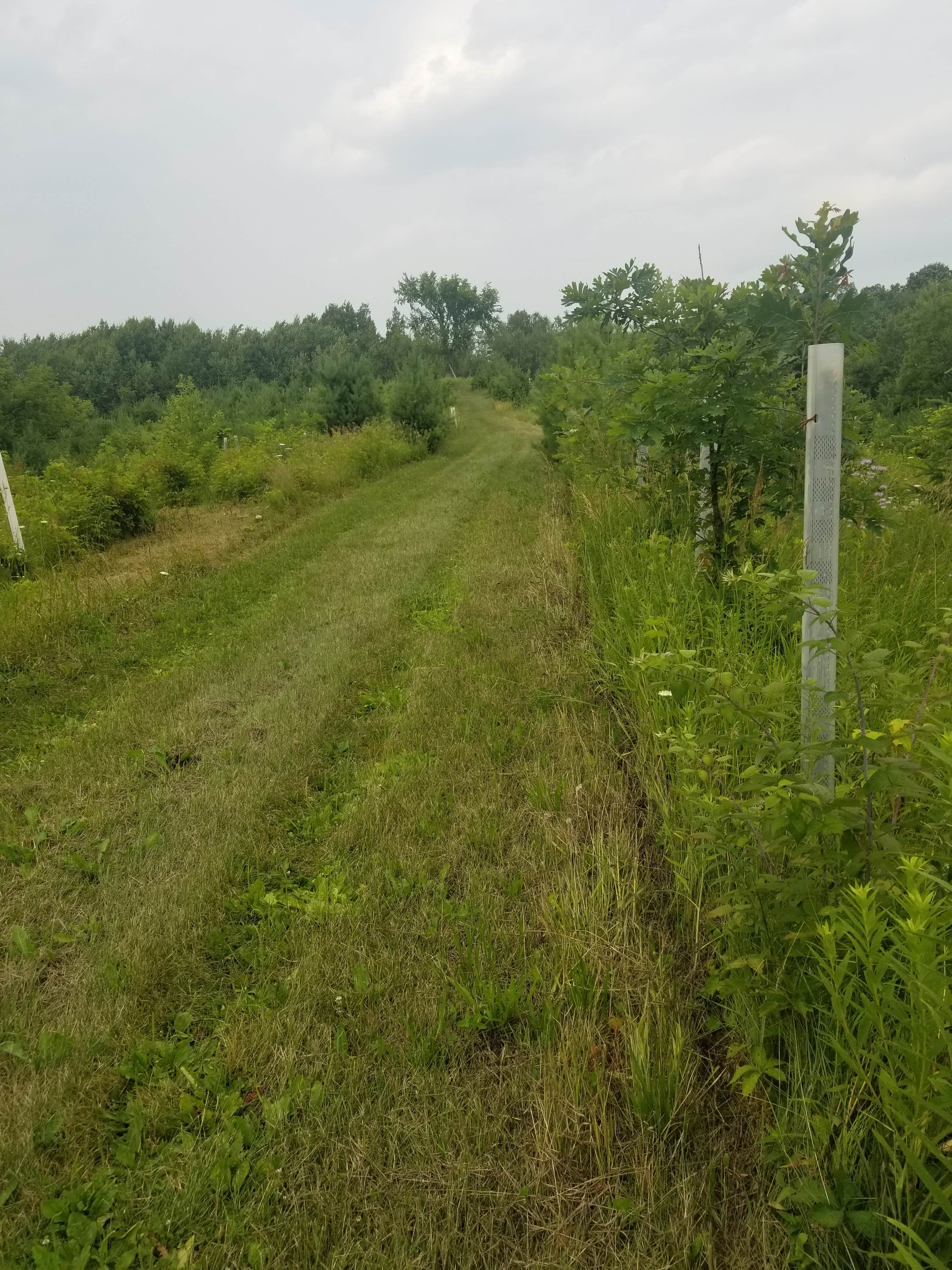 Camping near Perrot State Park Campground: Blueberry Fields Forever, Holmen, Wisconsin