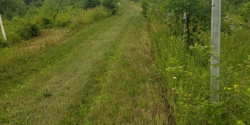 Camper submitted image from Blueberry Fields Forever