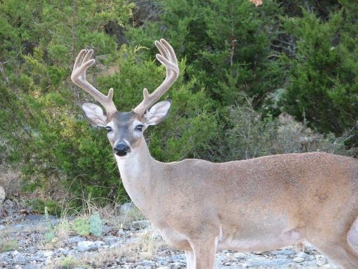 Deer at Canyon Lake



Credit: USACE Canyon Lake - Ranger Samuell Price