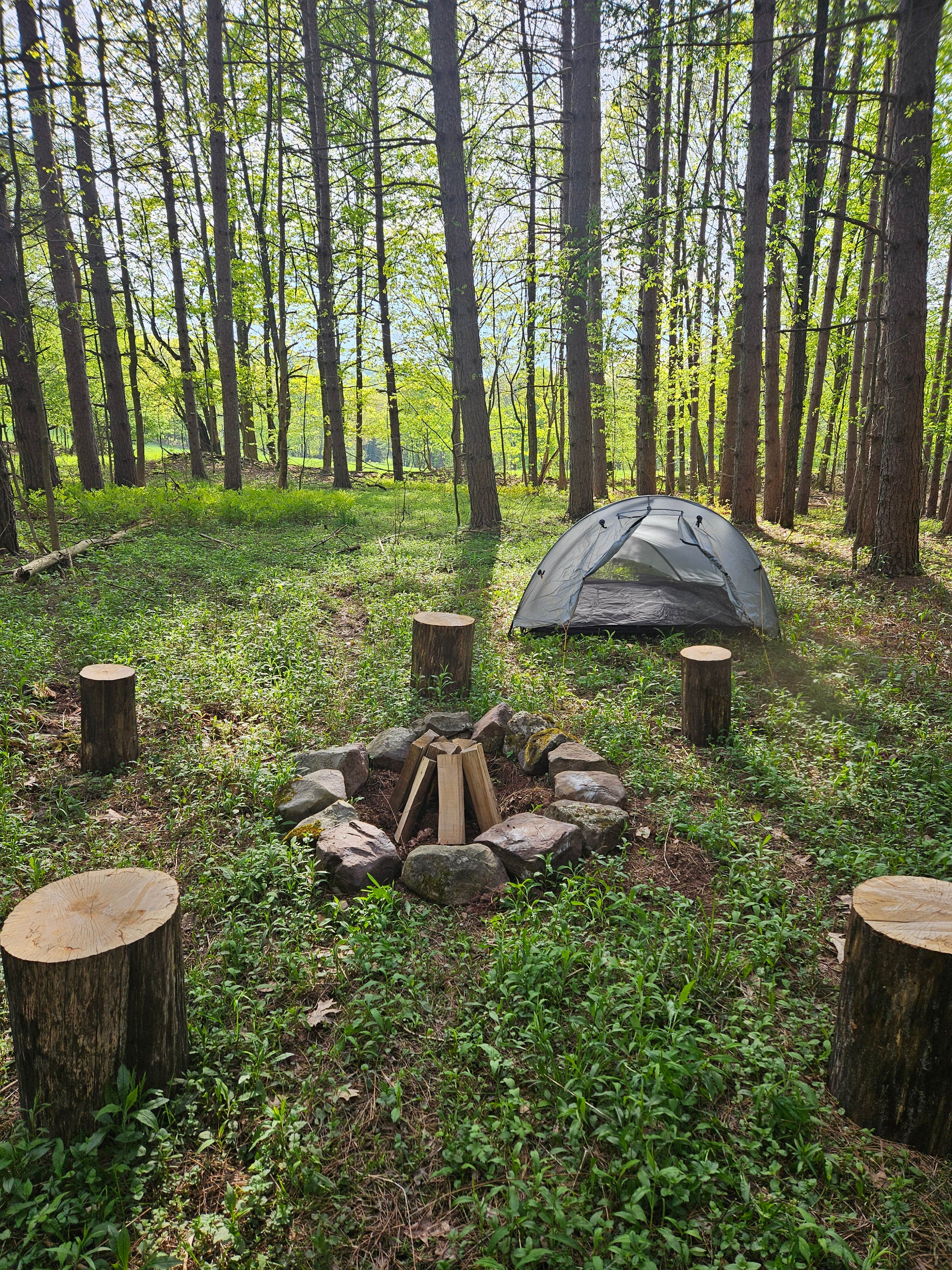 Camper submitted image from Brook Hollow Homestead - Camping in a Catskills Forest - 1