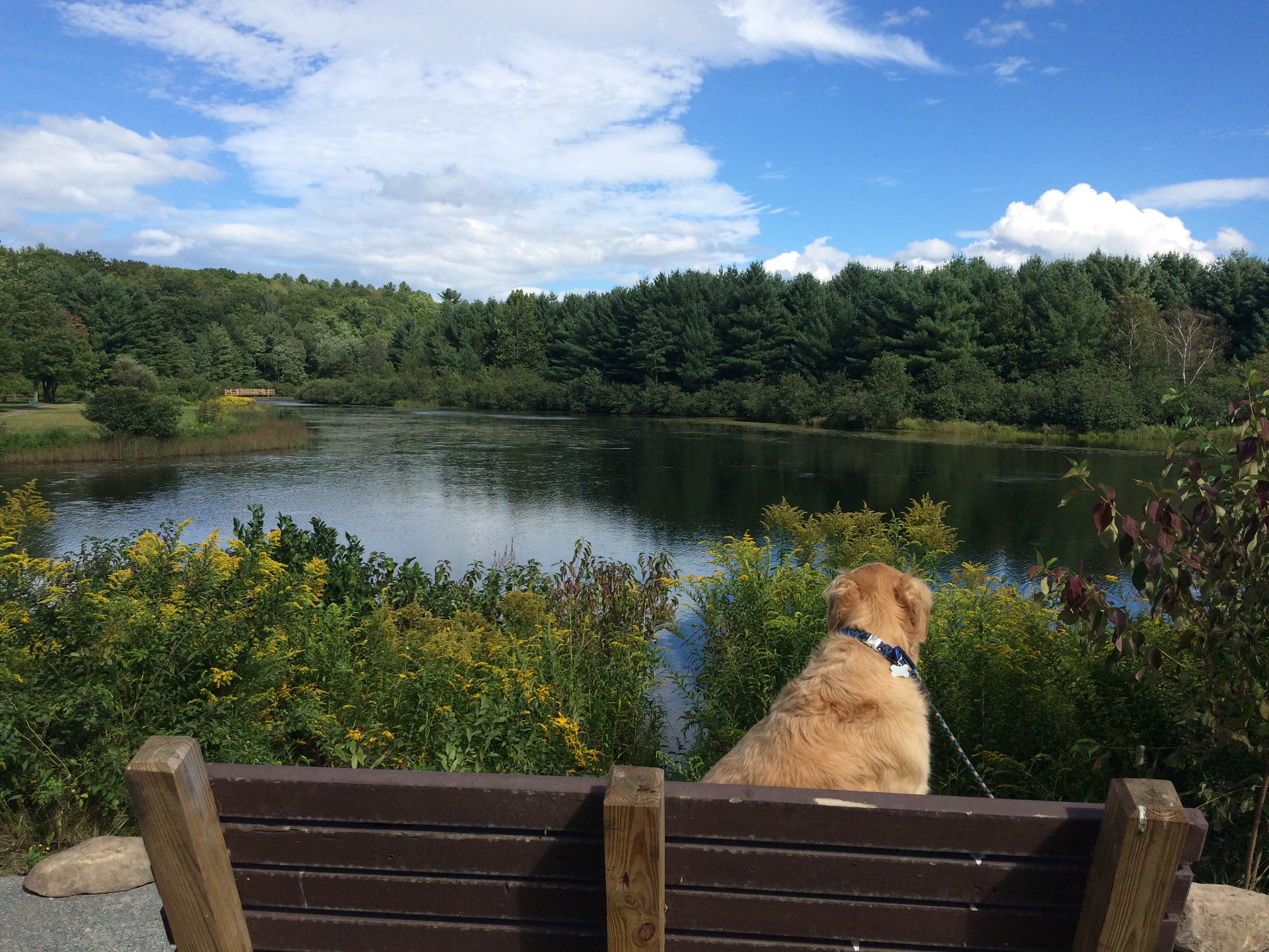 Camper submitted image from Catskill/Kenneth L Wilson Campground - 3