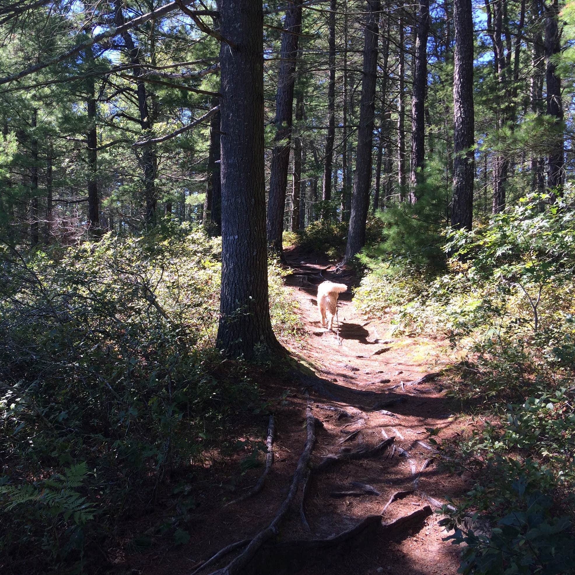 myles-standish-state-forest-camping-the-dyrt