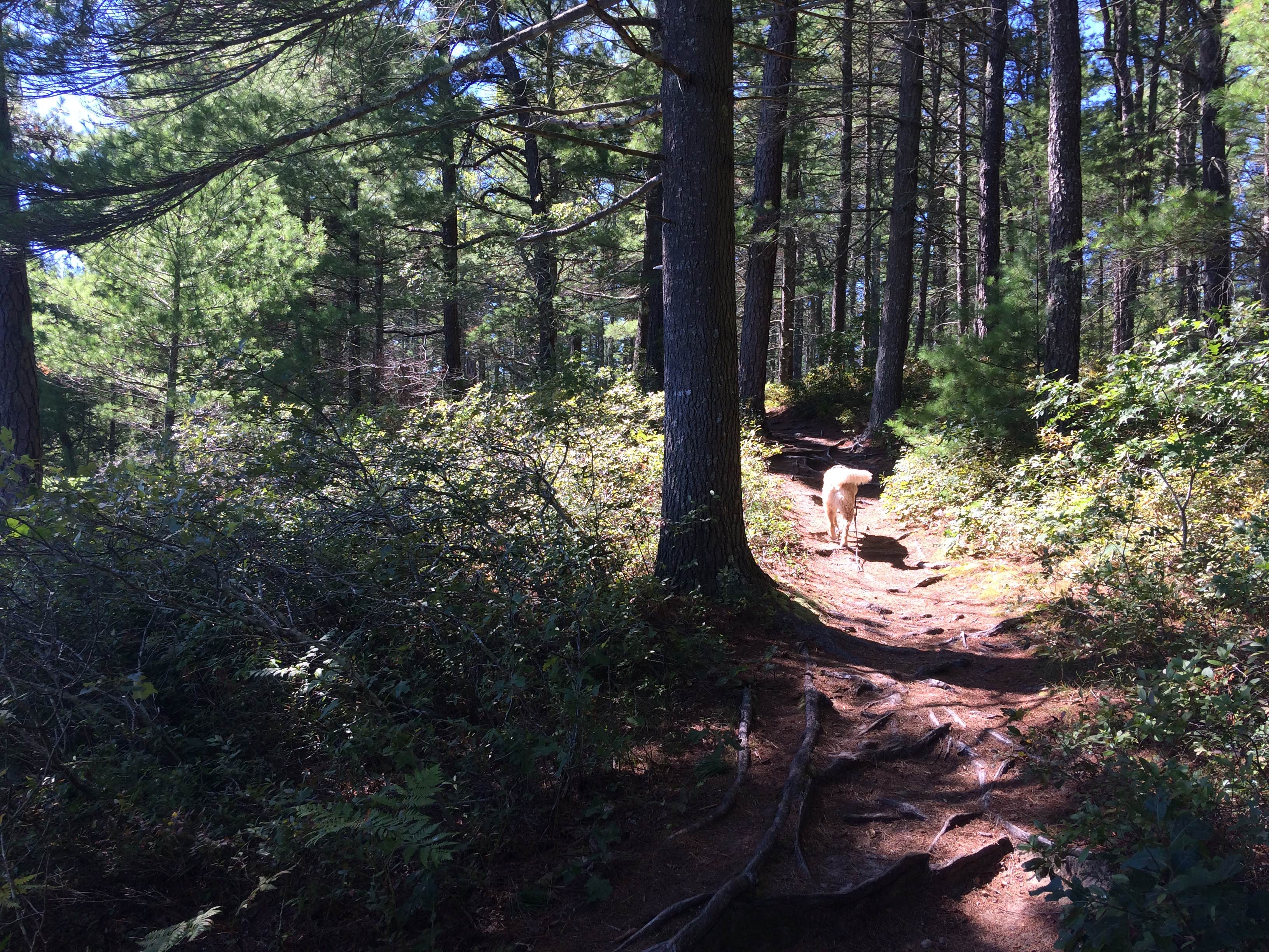 Camper submitted image from Barretts Pond Campground — Myles Standish State Forest - 2