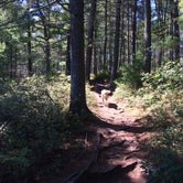 Review photo of Charge Pond Campground — Myles Standish State Forest by Kristen B., September 13, 2016