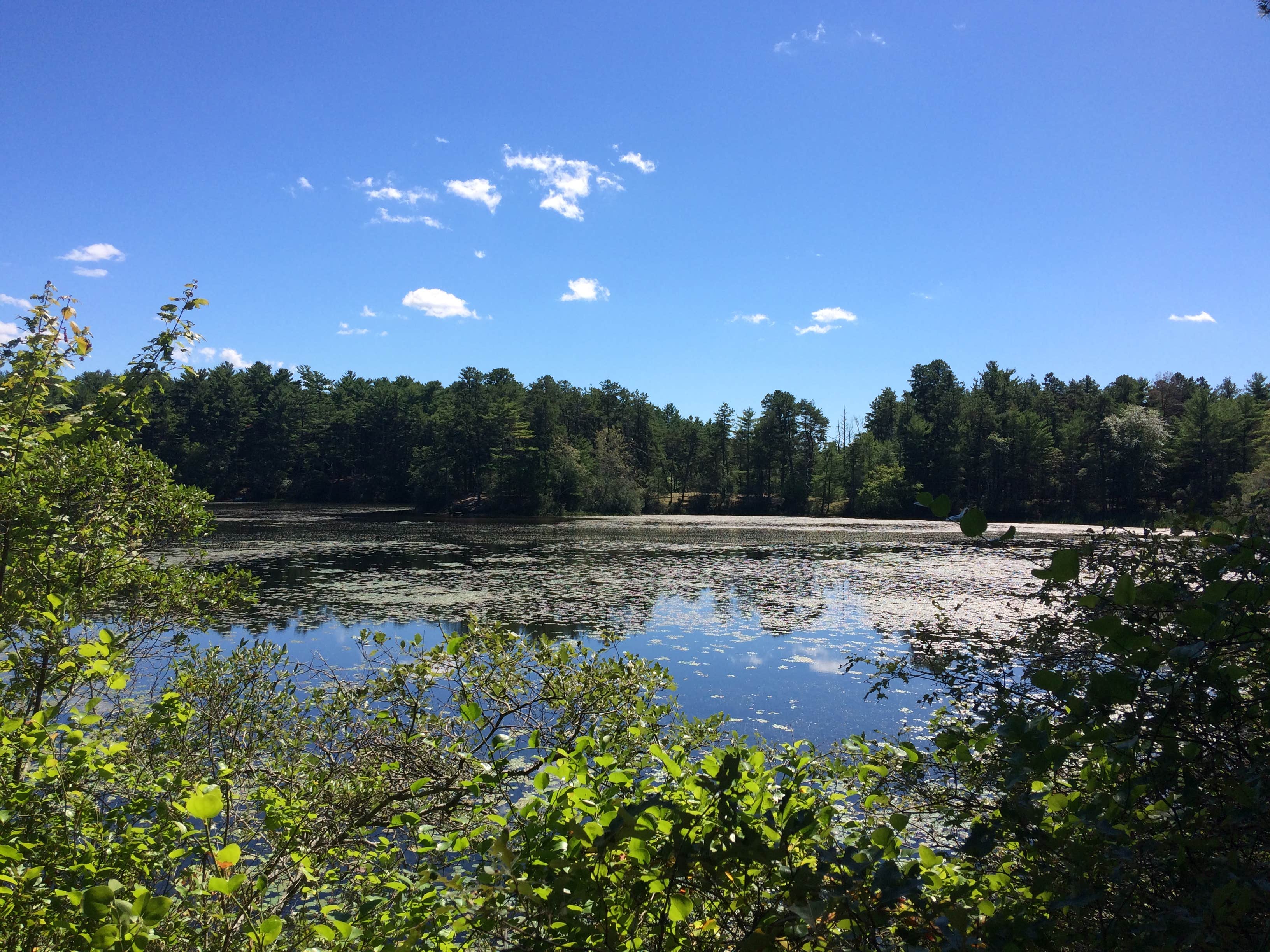 Escape to the Wild: Exploring the Enchanting Myles Standish State Forest