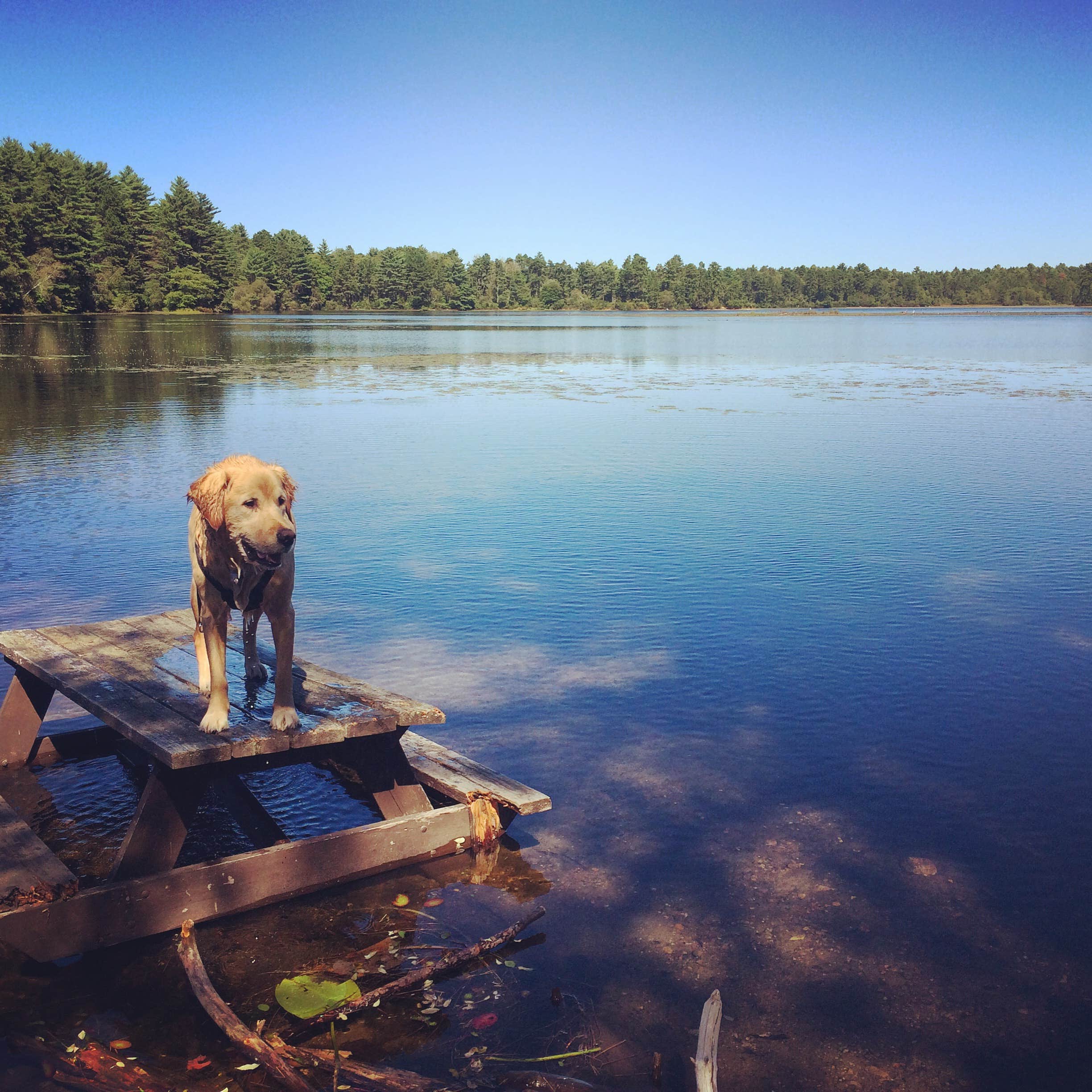 Kristen B.'s photo of camping with pets at Barretts Pond Campground — Myles Standish State Forest near Fall River, MA