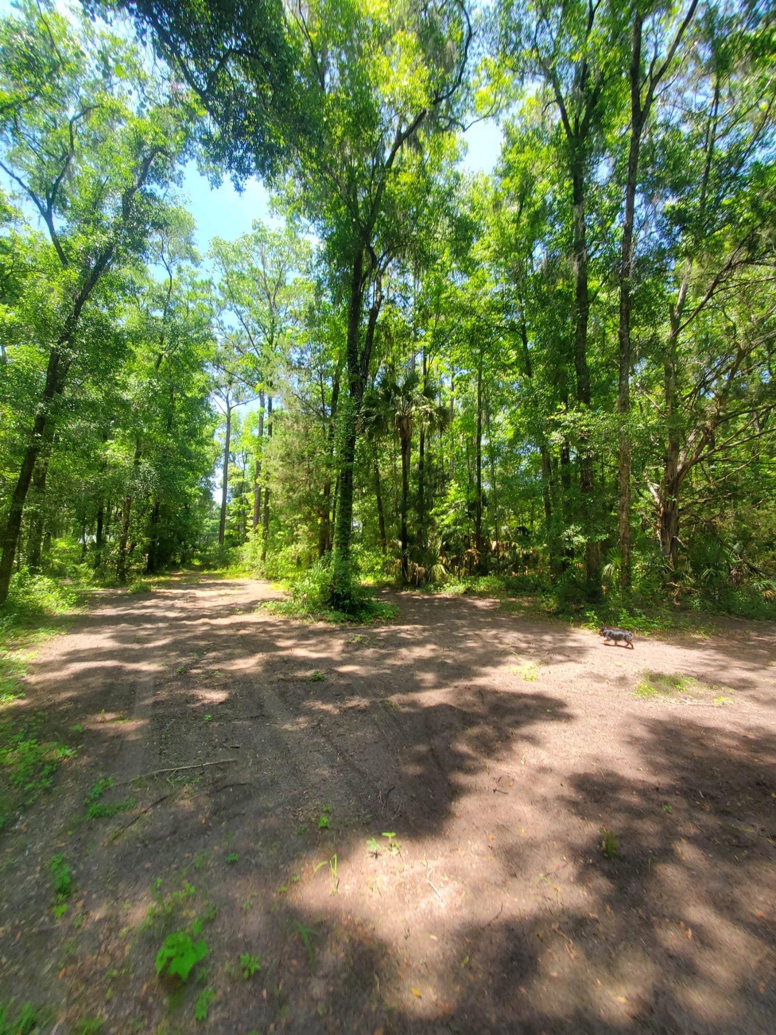 Cypress Valley F.'s photo of camping with pets at Cypress Valley Farm near Williston, FL