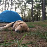 Review photo of Barretts Pond Campground — Myles Standish State Forest by Kristen B., September 13, 2016