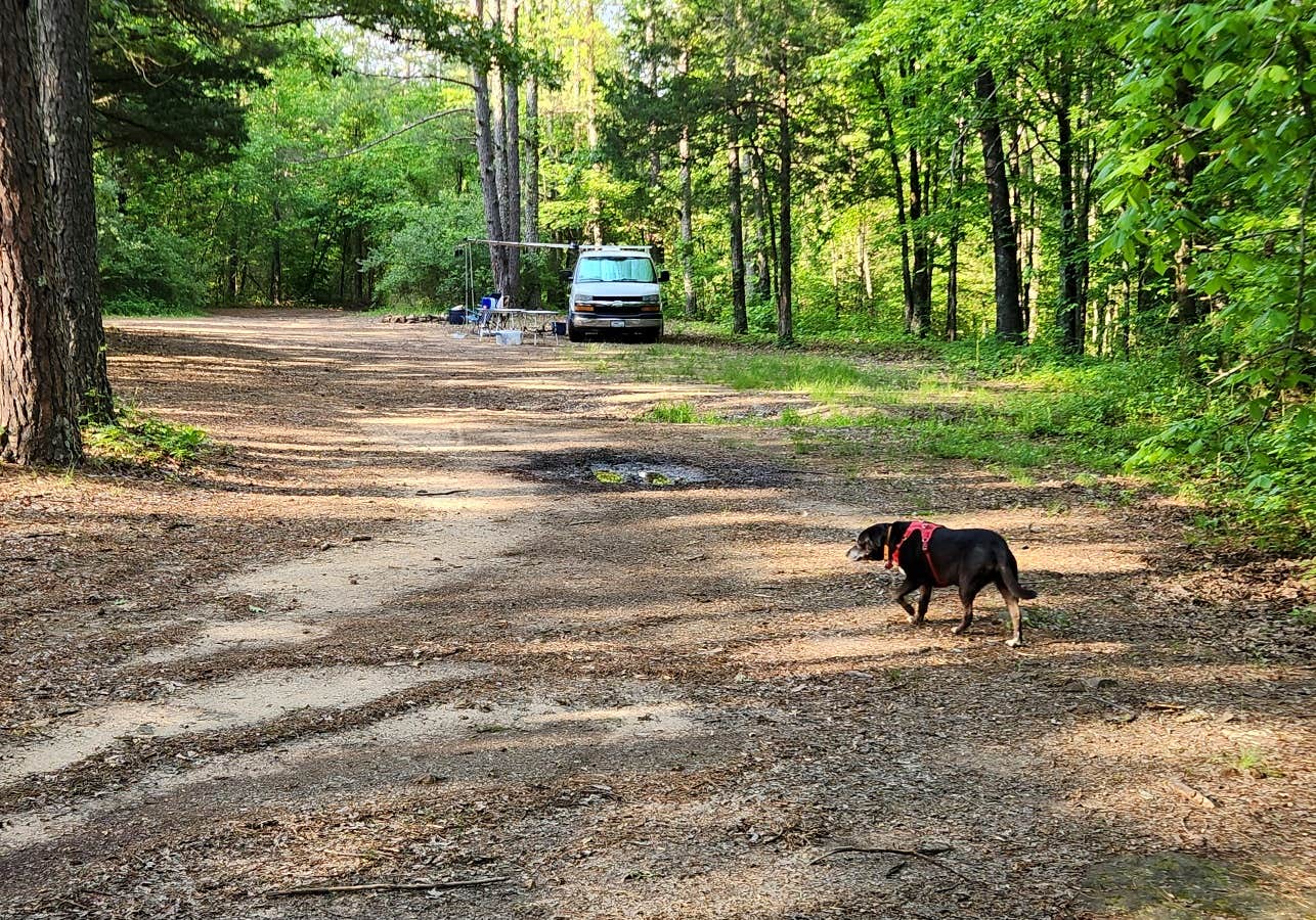 Fred S.'s photo of camping with pets at Adams Mountain Rd Dispersed Campsite near Lake Dardanelle