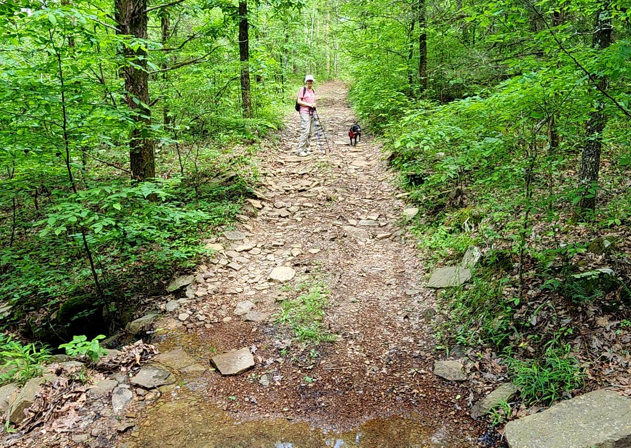 Camper submitted image from Adams Mountain Rd Dispersed Campsite - 3