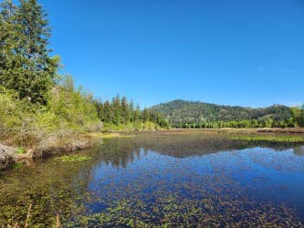 Snake P.'s photo of a dispersed camping area at Bull Run Access Dispersed near Coeur d'Alene, ID