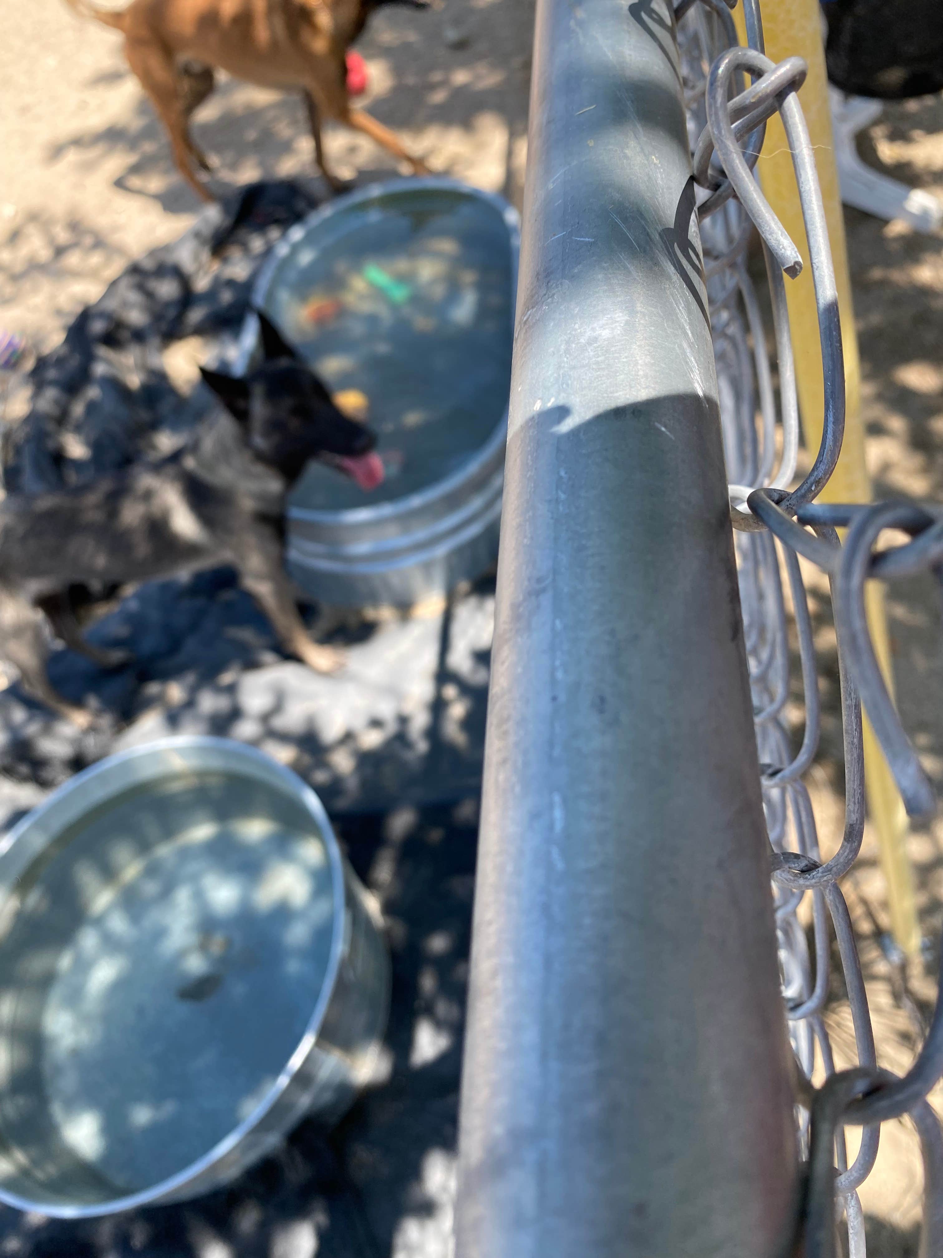 Misty B.'s photo of camping with pets at Ranch Bueno near Death Valley National Park