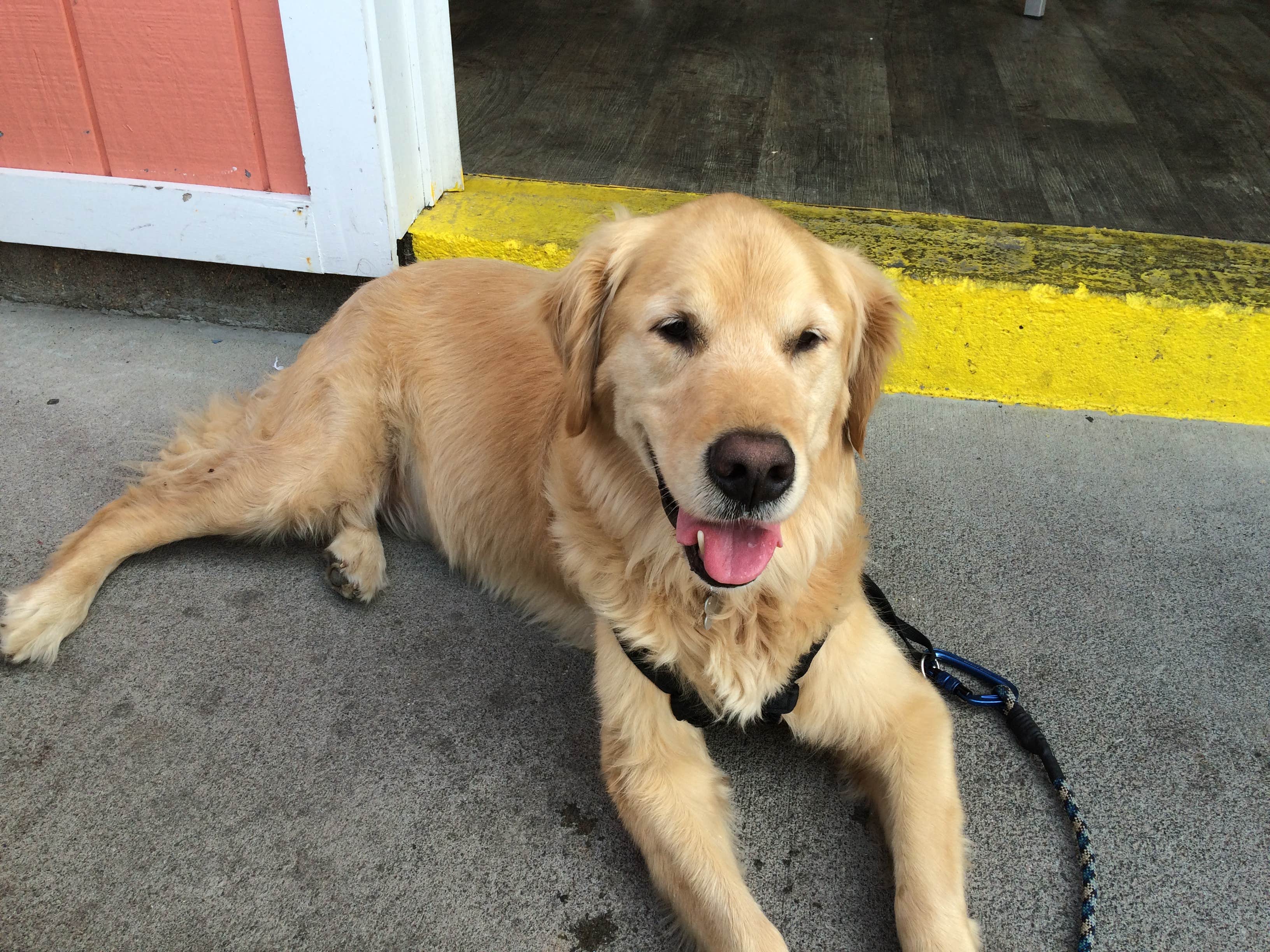 Kristen B.'s photo of camping with pets at Fishermens Memorial State Park Campground near Narragansett Pier, RI