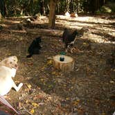 Review photo of Jones Gap State Park Campground by Fain H., September 13, 2016