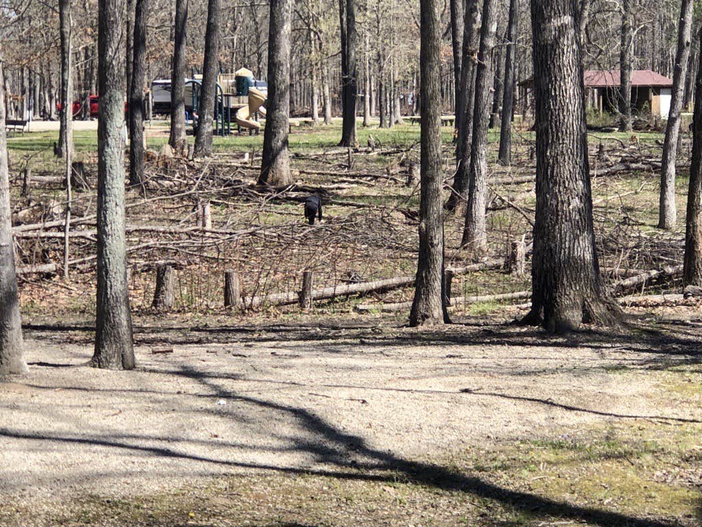 Camper-submitted photo at Stephen A. Forbes State Recreation Area near Johnsonville, IL