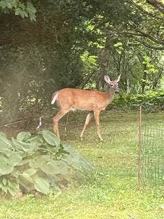 Camper submitted image from Bear Creek Mountain Cabins - 2