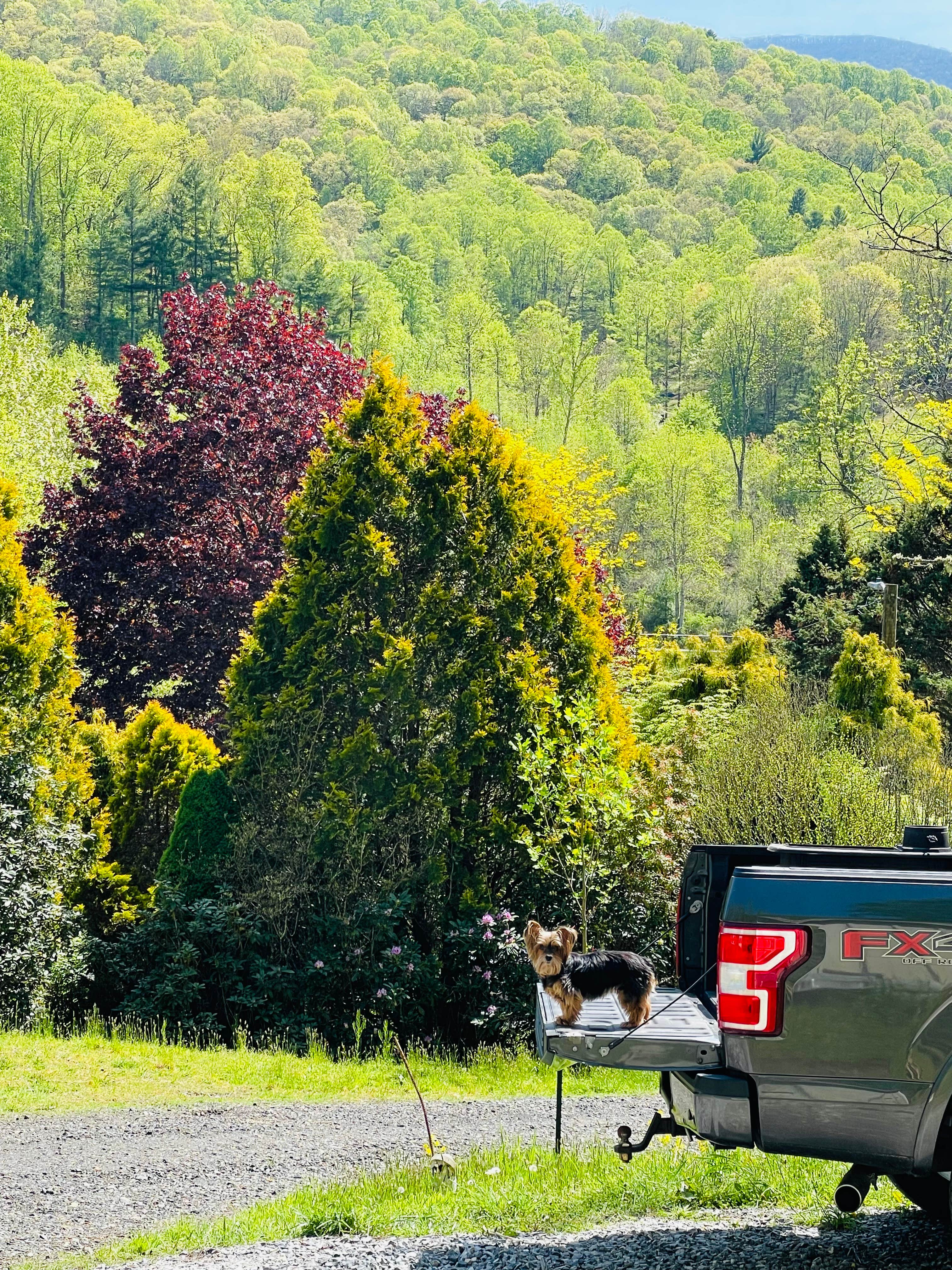 Michelle S.'s photo of camping with pets at Bear Creek Mountain Cabins near Green Mountain, NC