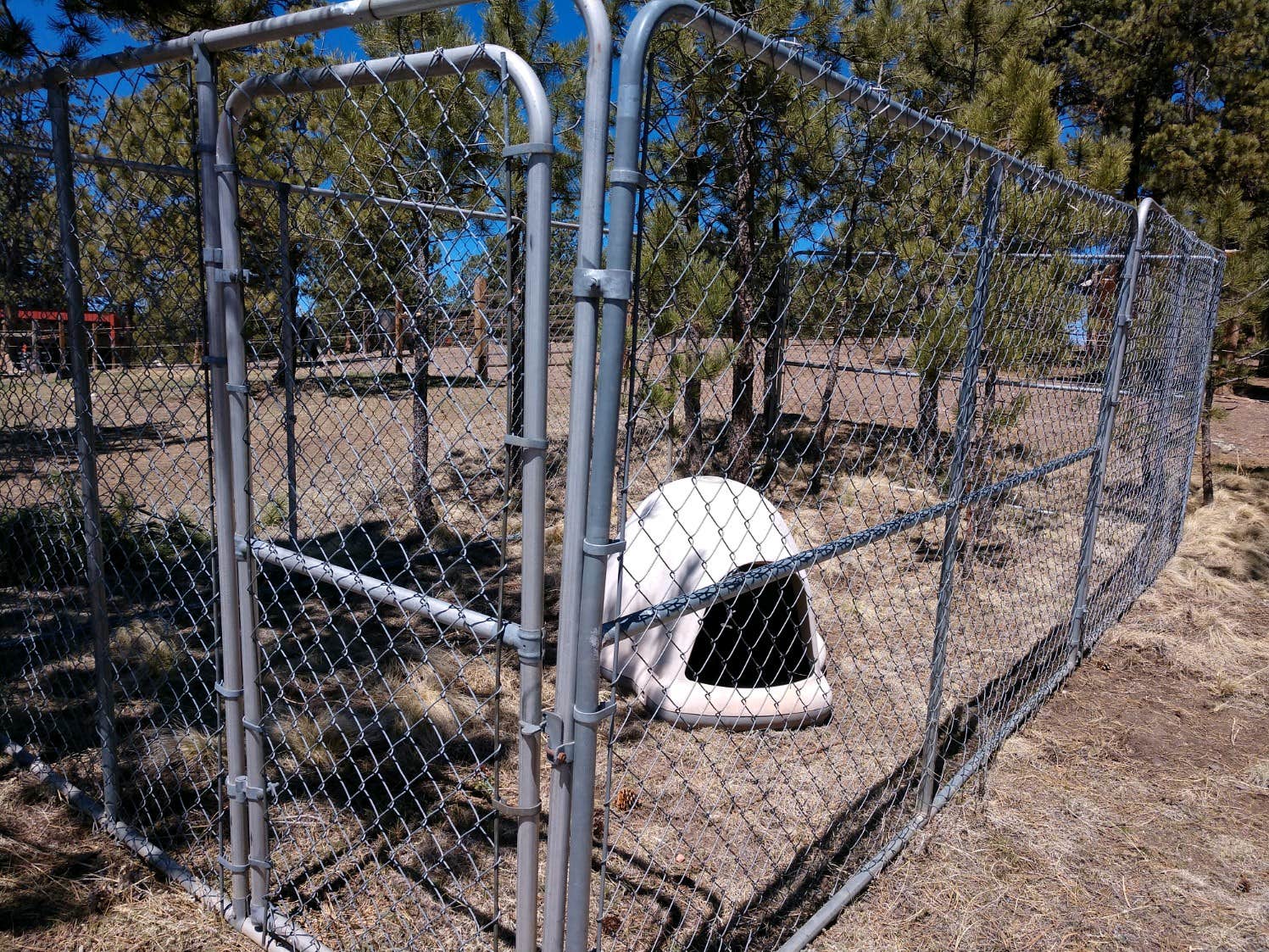Tina S.'s photo of camping with pets at Buckaroo Bunkhouse Camping near Guffey, CO