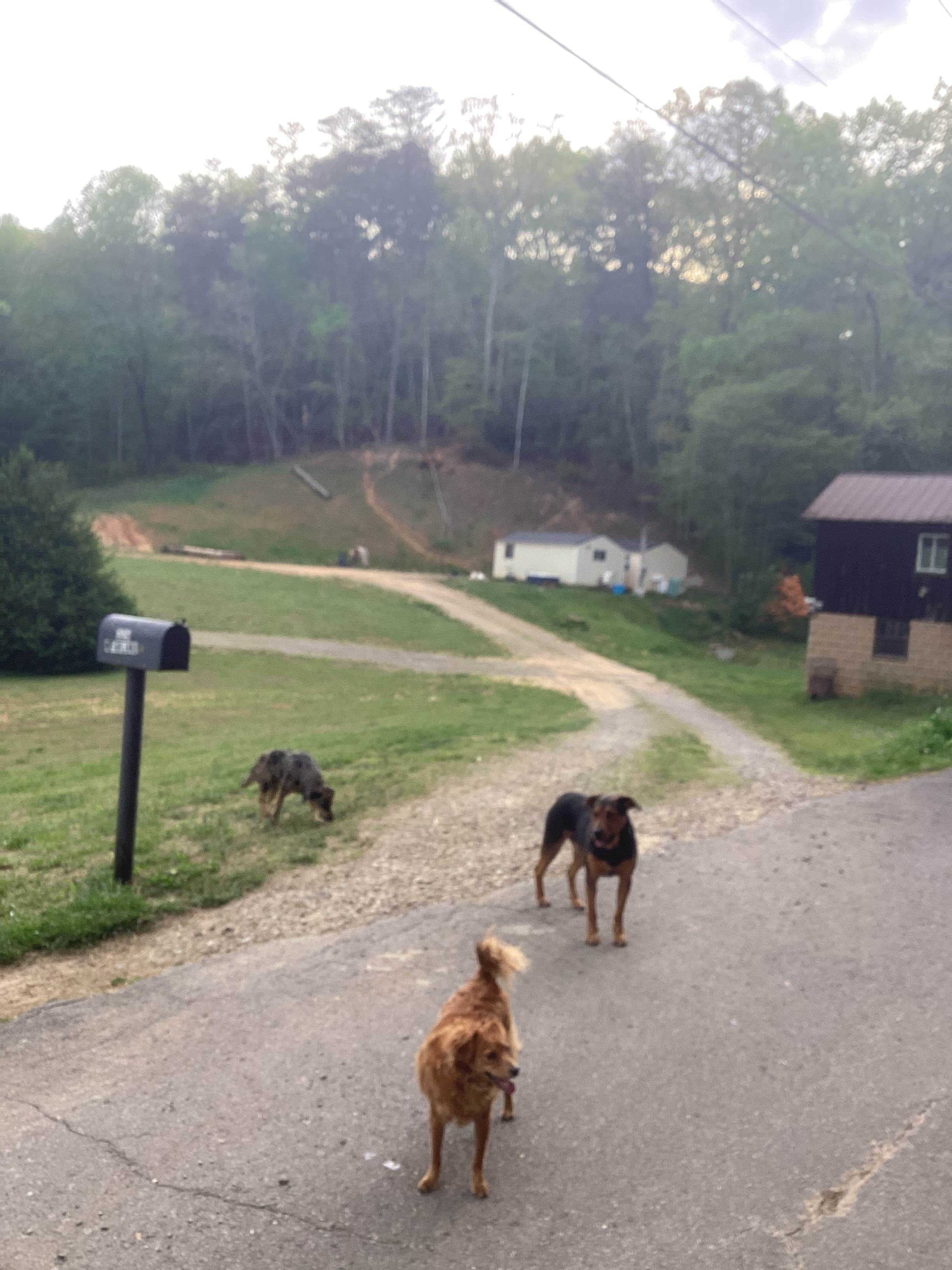 Victoria C.'s photo of camping with pets at Winedrops Creekside Camping near Blue Ridge, GA