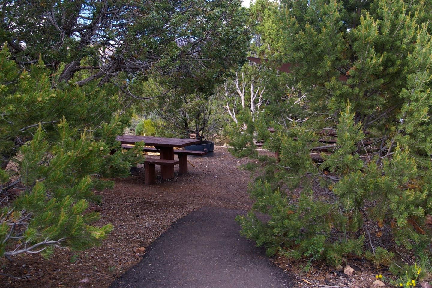 Picnic table tuck away in the middle of a group of trees. An asphalt path leads up to the area.



Cedar Springs Campground

Credit: U.S. Forest Service