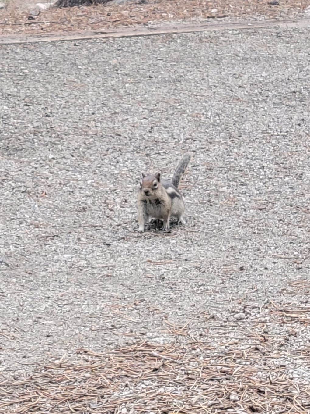 Craig W.'s photo of camping with pets at Lottis Creek Campground near Crested Butte, CO