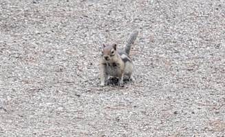 Craig W.'s photo of camping with pets at Lottis Creek Campground near Almont, CO