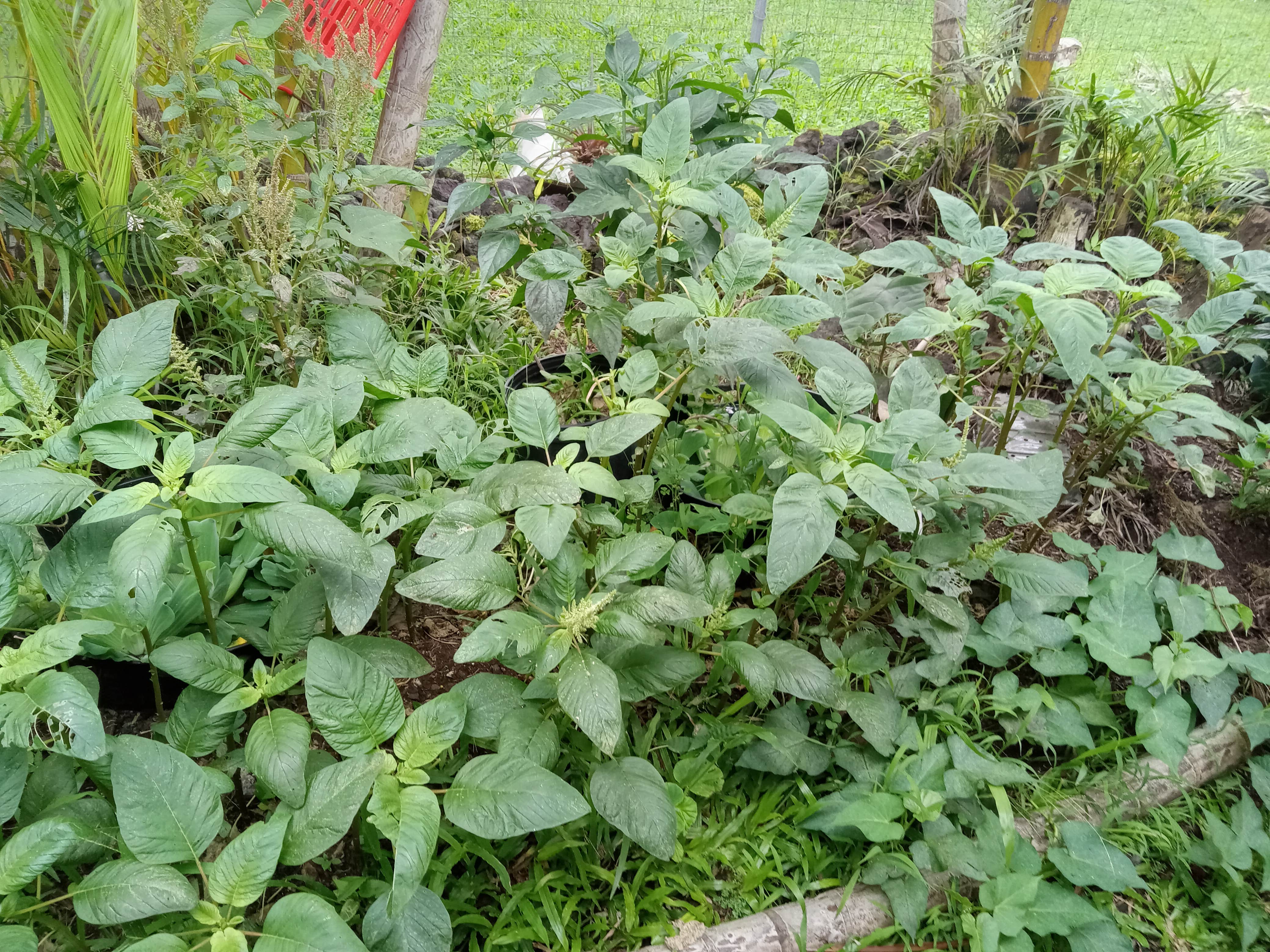 Camper-submitted photo at Patsy's Permacure Garden Camp near Hilo, HI