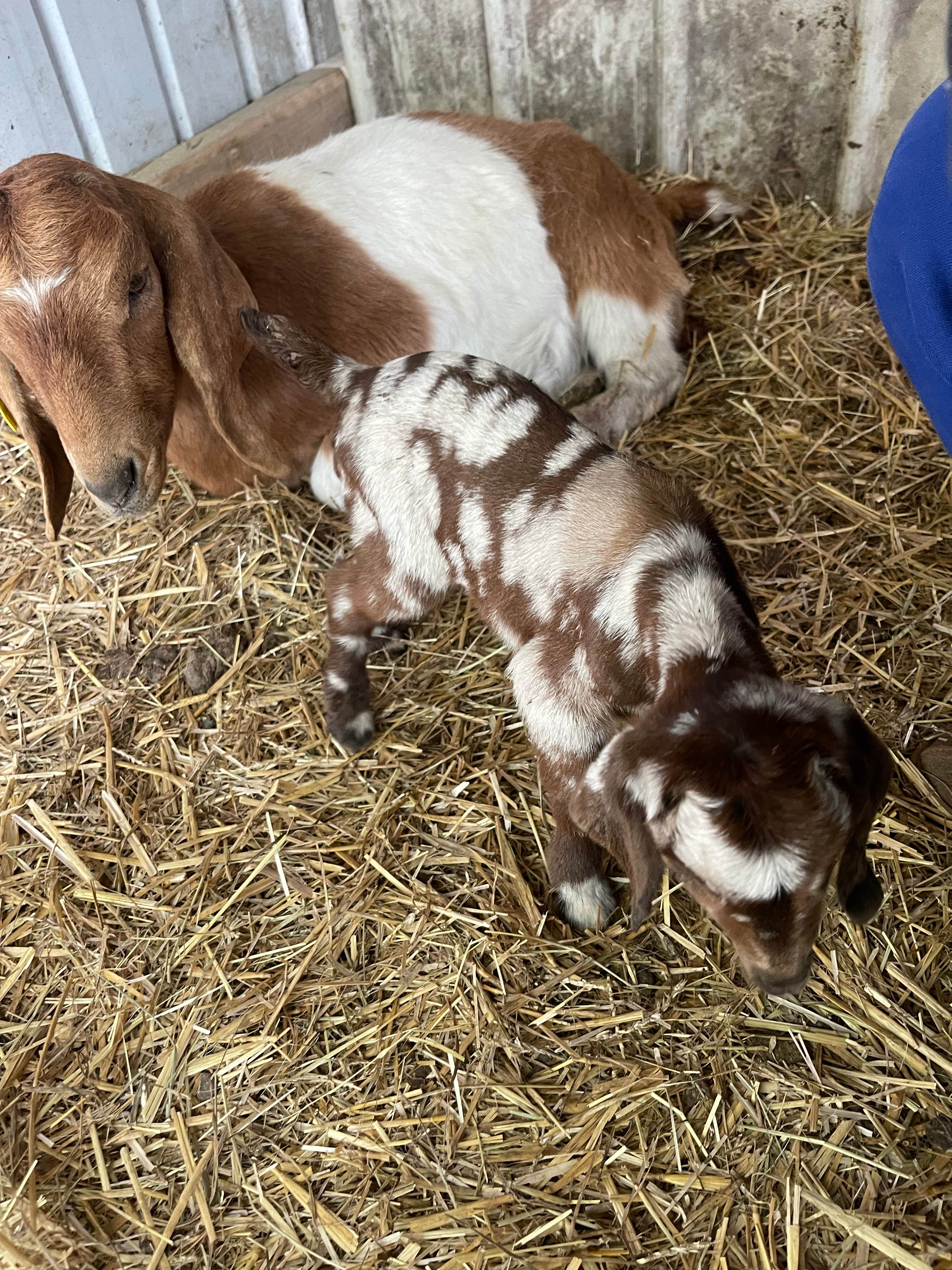 Spillway F.'s photo of camping with pets at Spillway Farms near Rehoboth Beach, DE