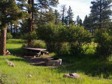 Camper submitted image from Greendale - Ashley National Forest - 4