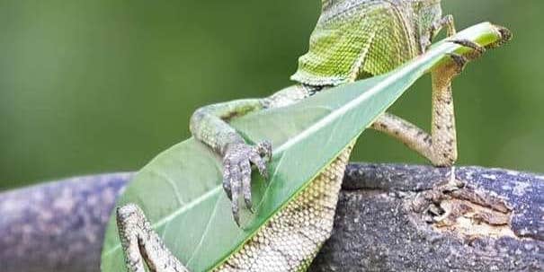 Camper submitted image from JoesNuts.com