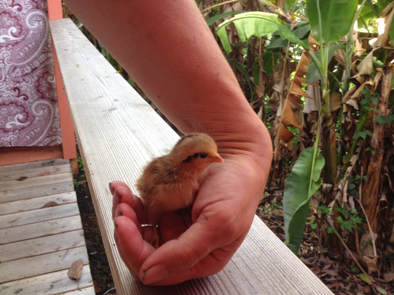 Camper-submitted photo at JoesNuts.com near Kailua, HI