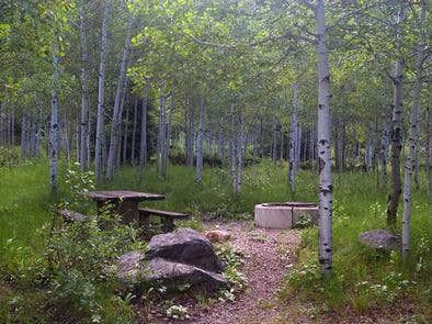 Camper submitted image from Ashley National Forest Iron Mine Campground - 2