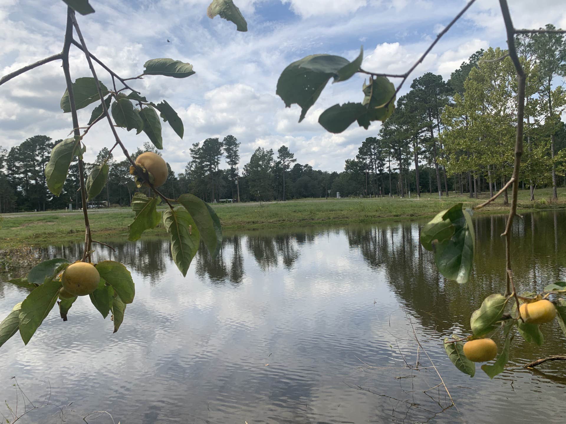 Camper-submitted photo at Piney Woods Village RV Park near Blanchard, LA