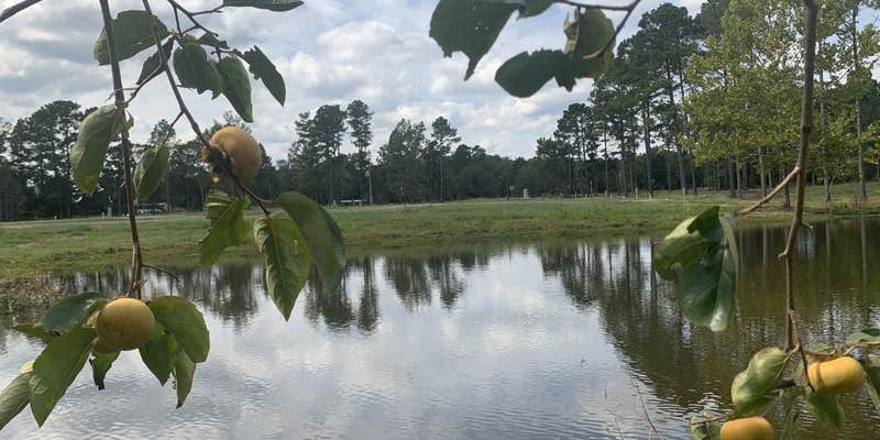 Camper submitted image from Piney Woods Village RV Park