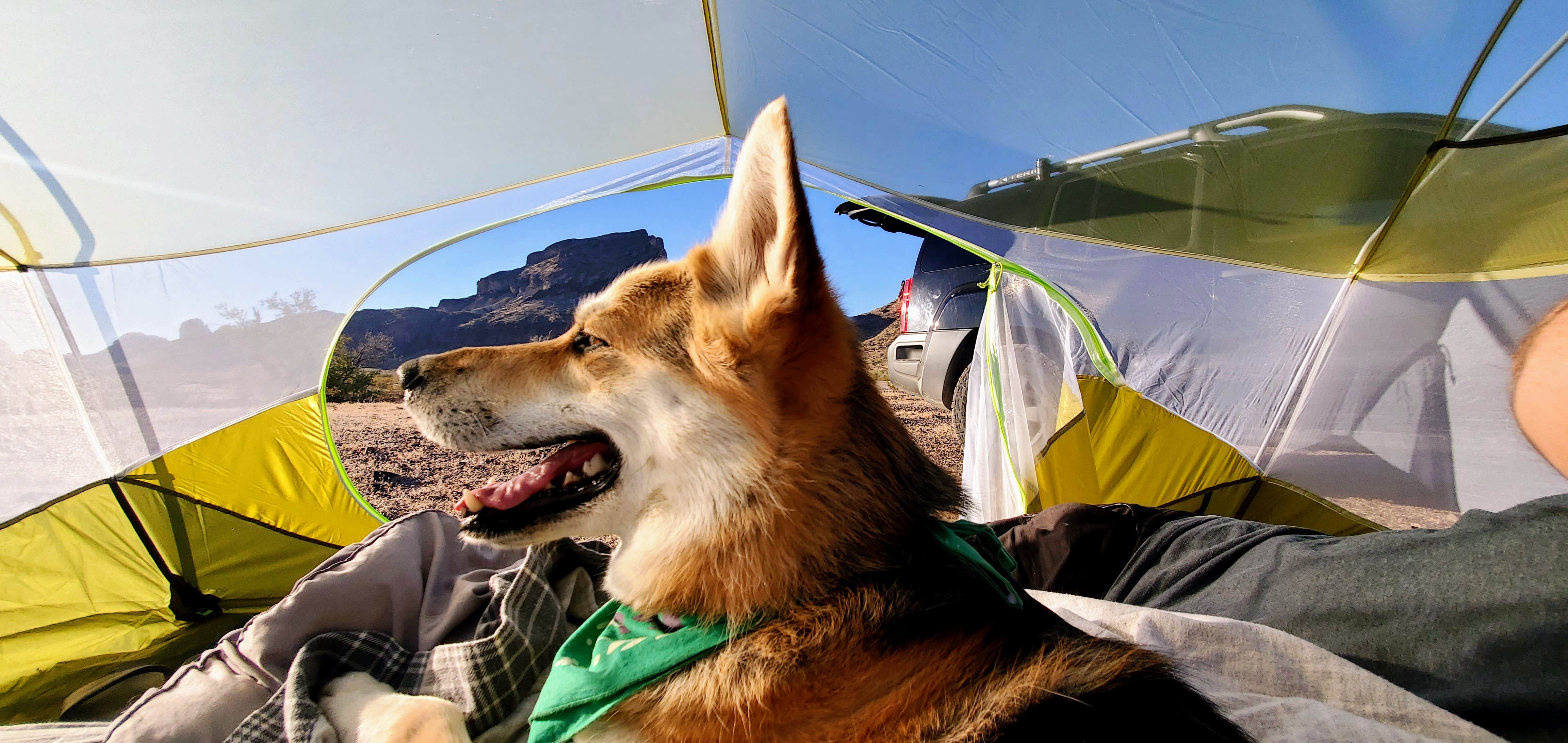 John's photo of camping with pets at Saddle Mountain BLM (Tonopah, AZ) near Buckeye, AZ