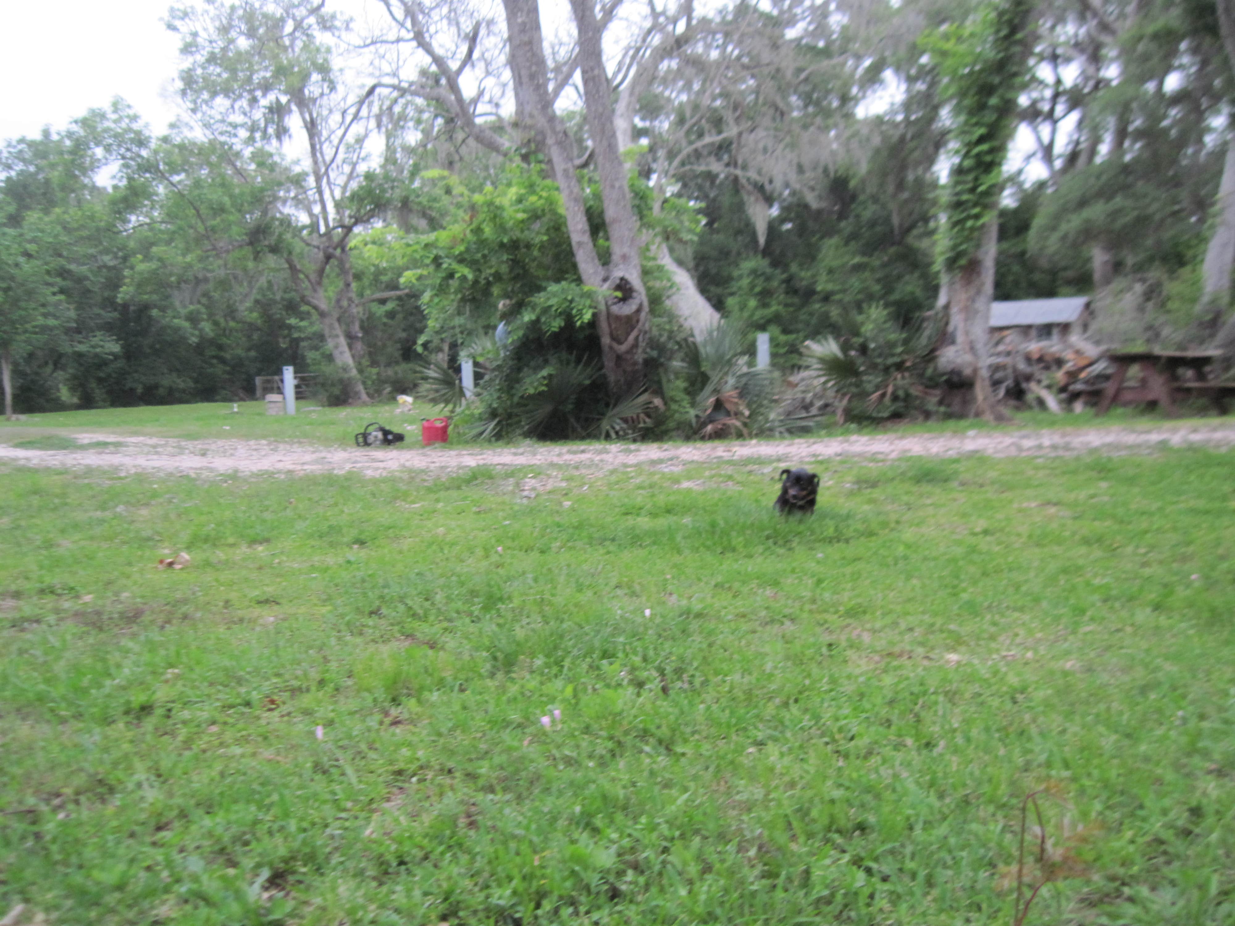 Alexsandra *.'s photo of camping with pets at Alexsandra RV Park near Rosenberg, TX