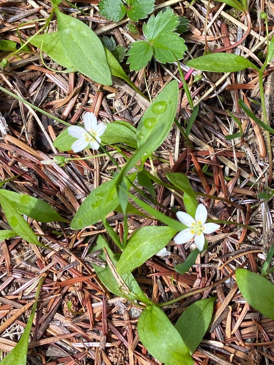 Camper-submitted photo at Kachess Lake Logging Road Campsites near Cle Elum, WA