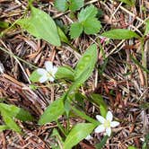 Review photo of Kachess Lake Logging Road Campsites by Susan and Dorin D., May 29, 2024