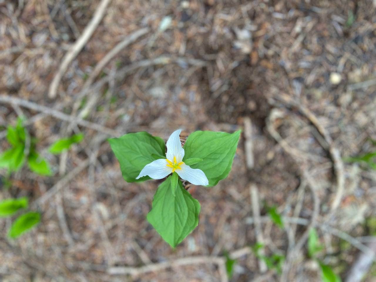 Camper-submitted photo at Kachess Lake Logging Road Campsites near Cle Elum, WA