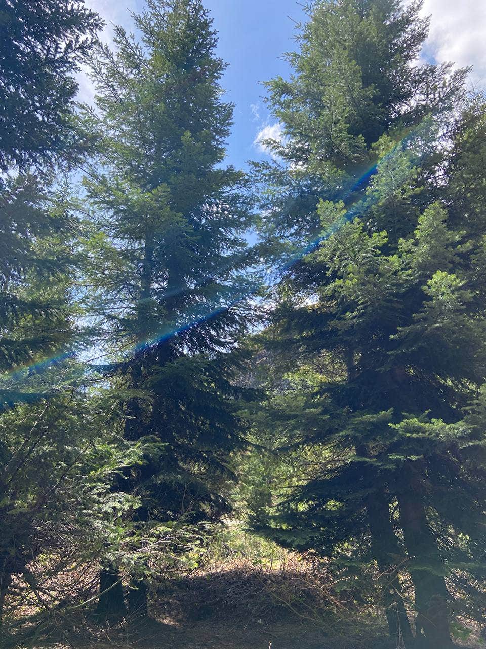 Camper-submitted photo at Kachess Lake Logging Road Campsites near Cle Elum, WA