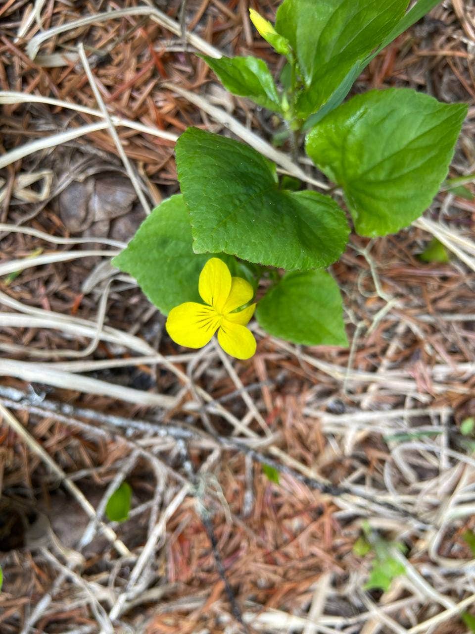 Camper-submitted photo at Kachess Lake Logging Road Campsites near Cle Elum, WA